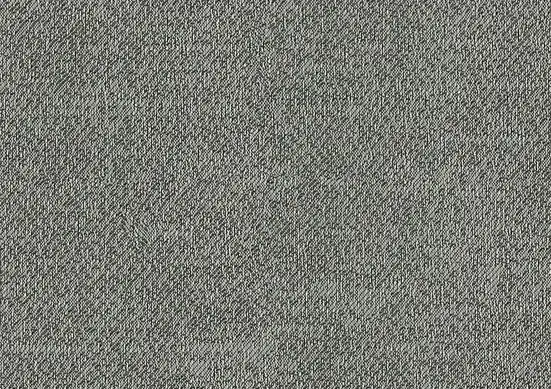 Betula J559